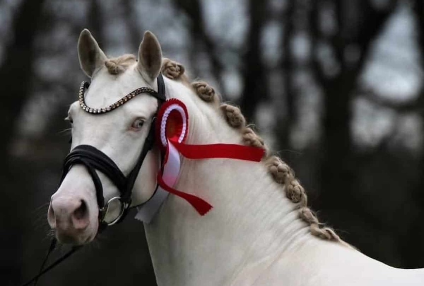 Gevlochten pony met rozet, voorgesteld aan kopers
