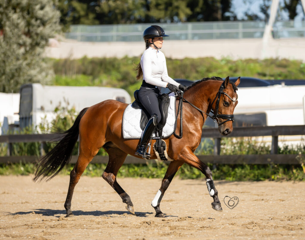 Paard bij RSP Equi Select